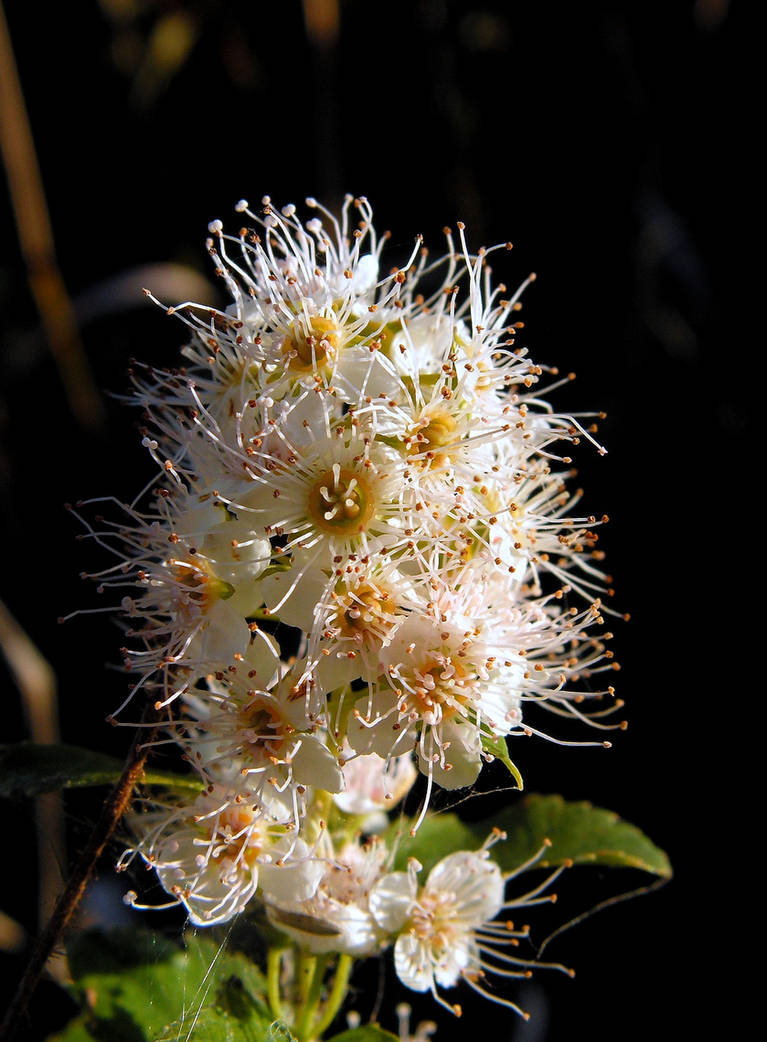 Autumn Wild Flower by JocelyneR