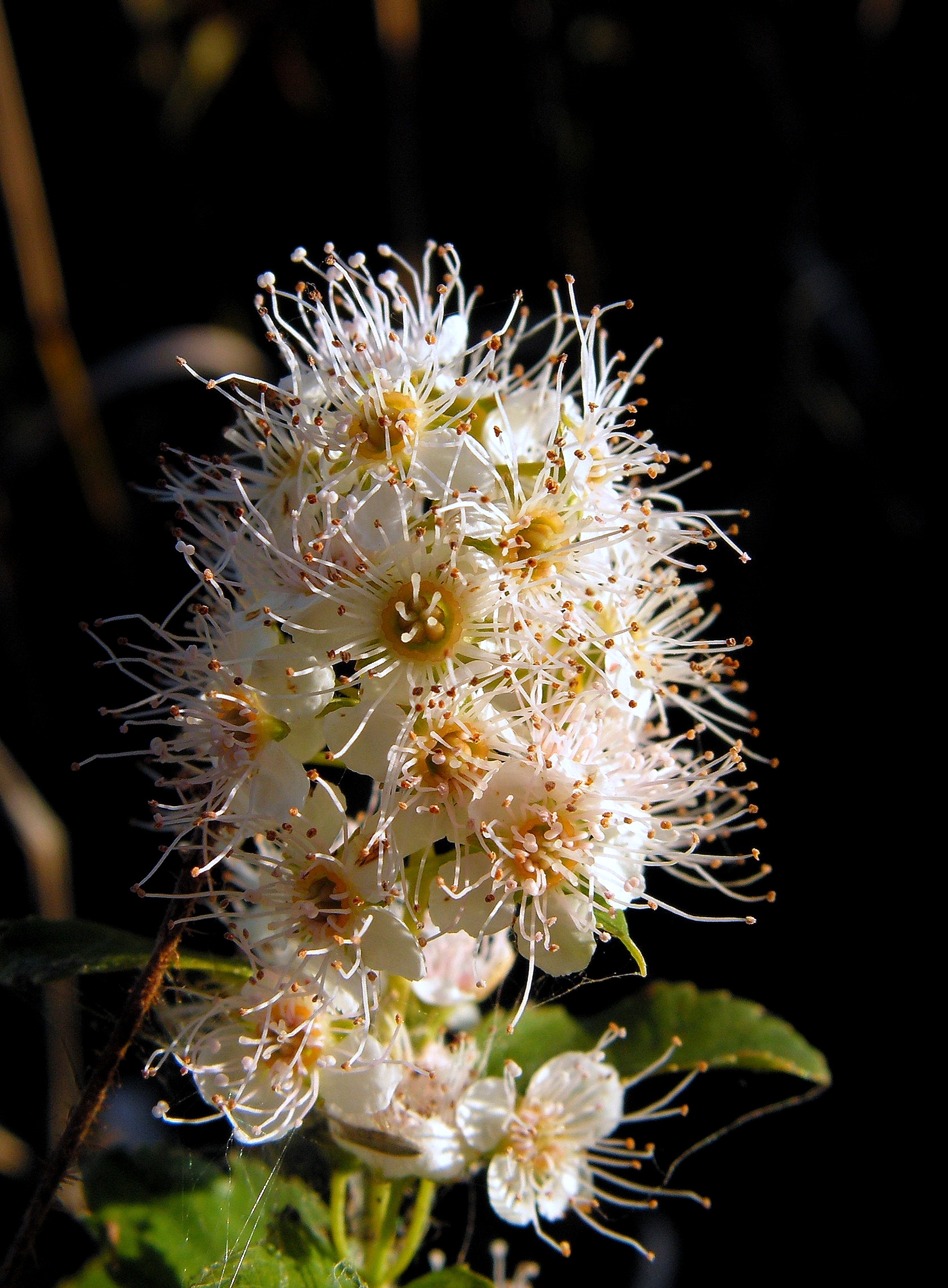 Autumn Wild Flower