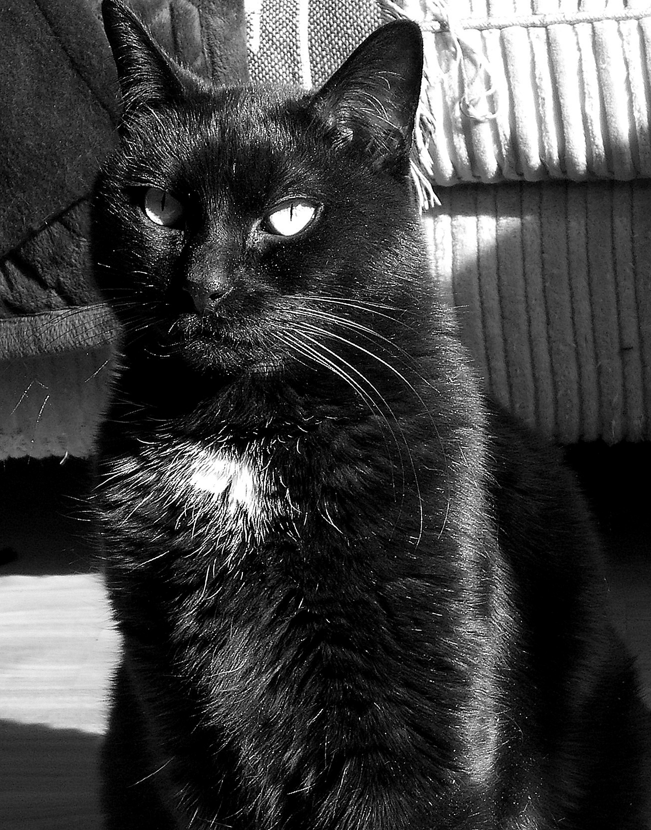 Sunny Poupi - BW