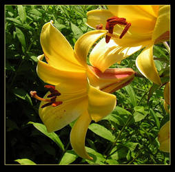 Yellow Lilies