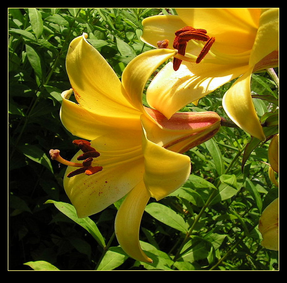 Yellow Lilies