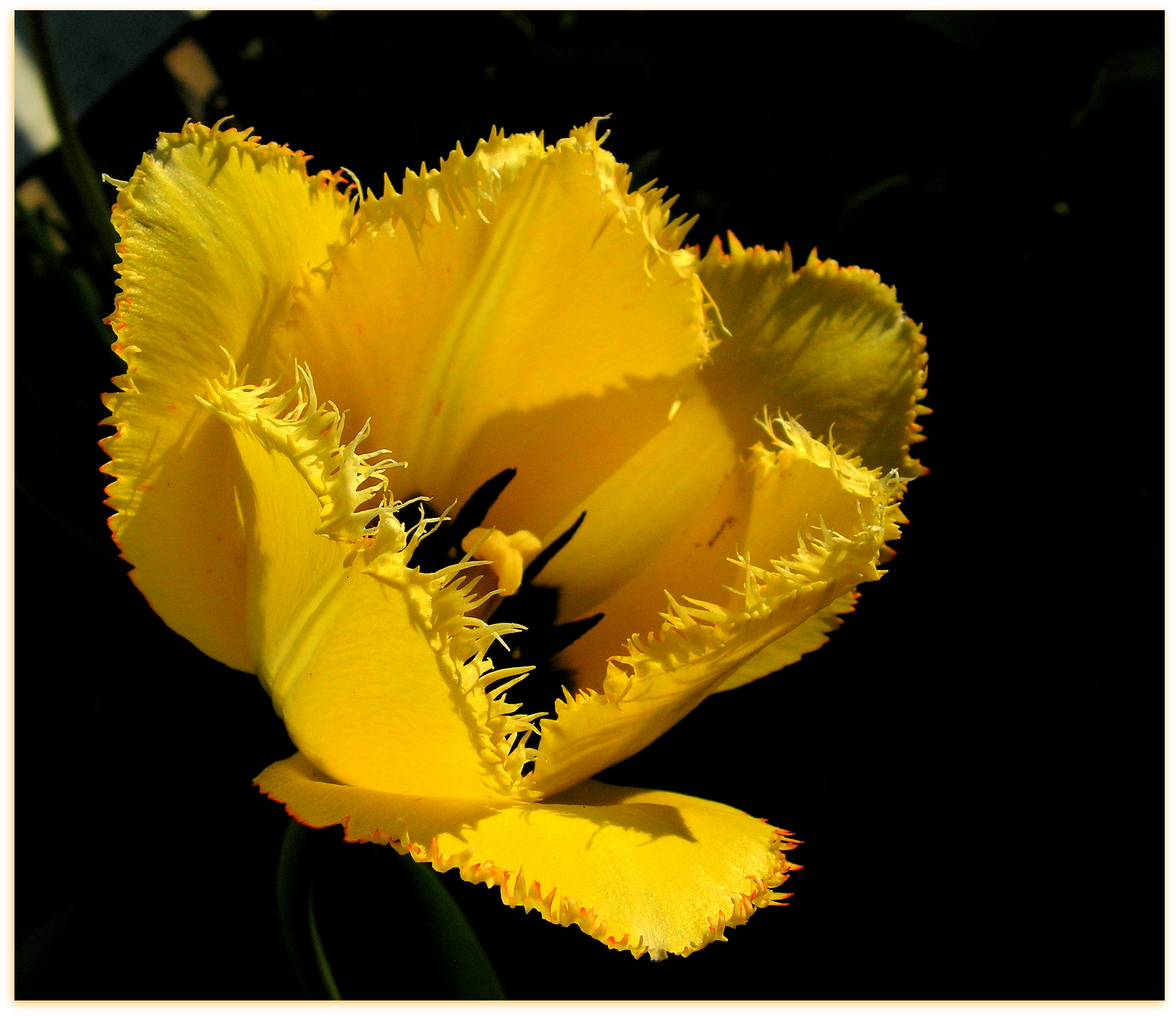 Yellow Tulip Blossoming