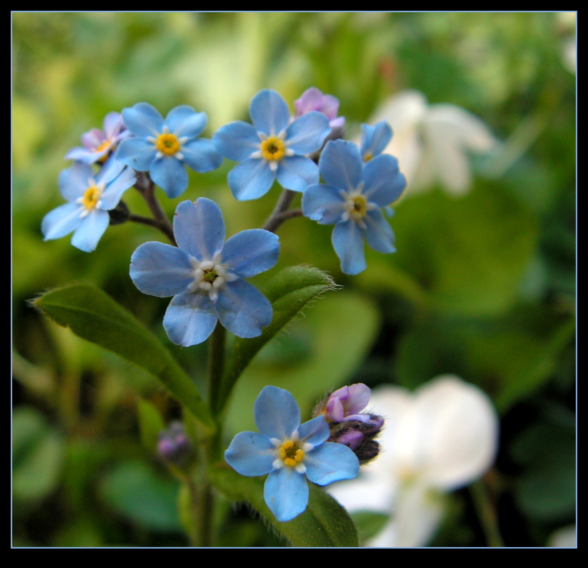 Forget-me-not, Kay! by JocelyneR