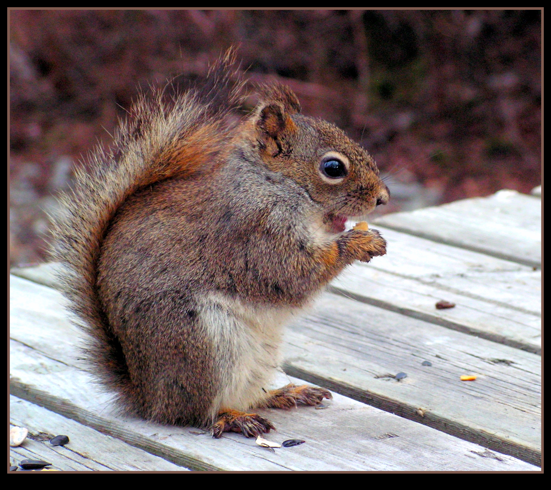 Another Happy Squirrel