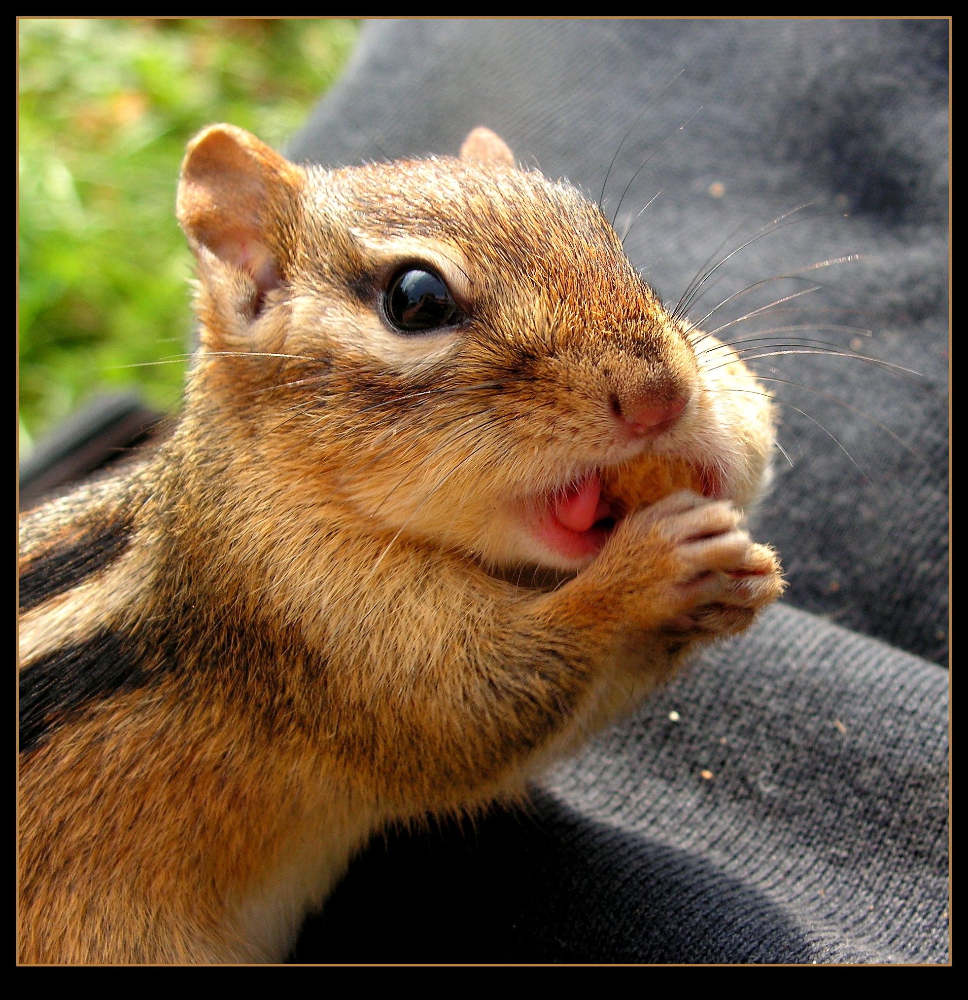 Cute Little Tongue!