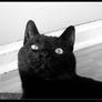 Won't Look At The Camera! BW