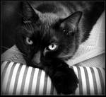 Loving Eyes - BW by JocelyneR