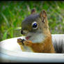 Happy Squirrel 02