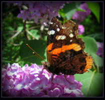 Butterfly On The Lilac - Red Admiral