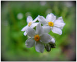 White Forget-me-not by JocelyneR