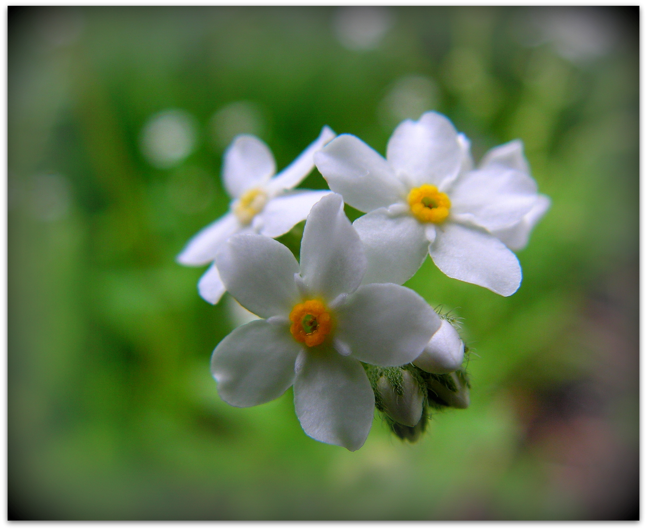 White Forget-me-not