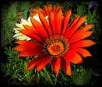 Orange Gazania by JocelyneR