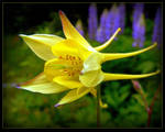 Lovely Columbine by JocelyneR