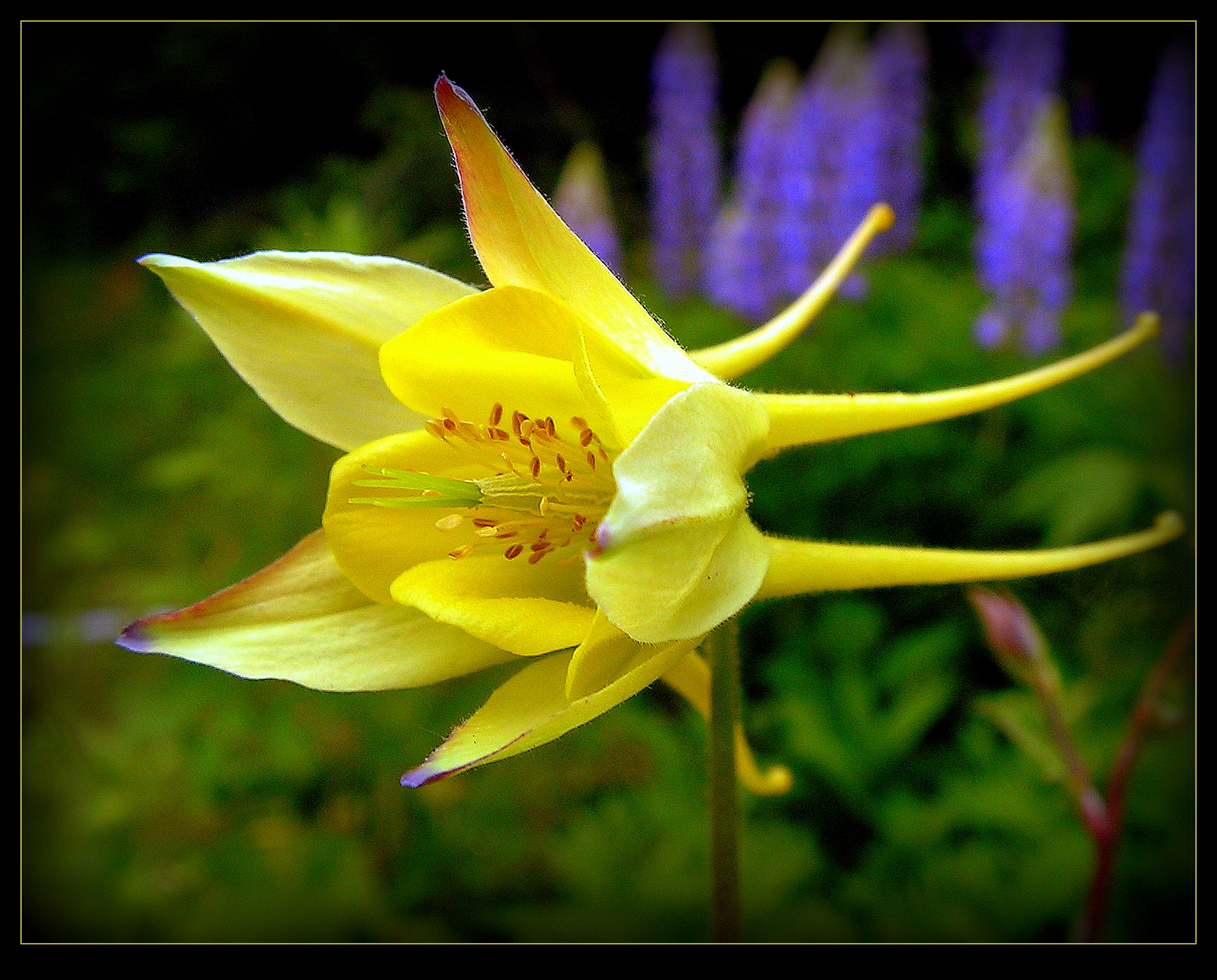 Lovely Columbine