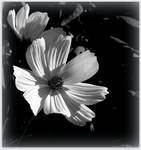 White Cosmos - BW by JocelyneR