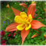 Orange And Yellow Columbine