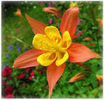 Orange And Yellow Columbine by JocelyneR