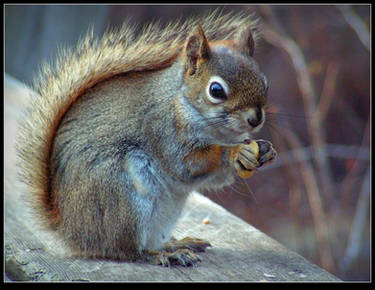 Young Reddish-brown Squirrel