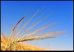 The Oats are ready for harvest. Macro by JocelyneR