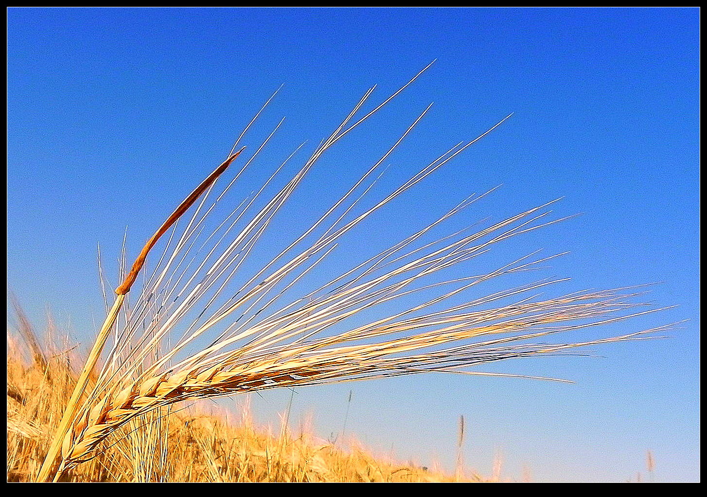 The Oats are ready for harvest. Macro