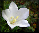 Campanula - Macro by JocelyneR