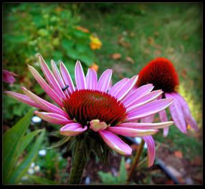 Purple Coneflower by JocelyneR