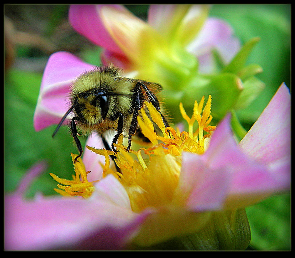 Bee On The Dahlia - Macro by JocelyneR