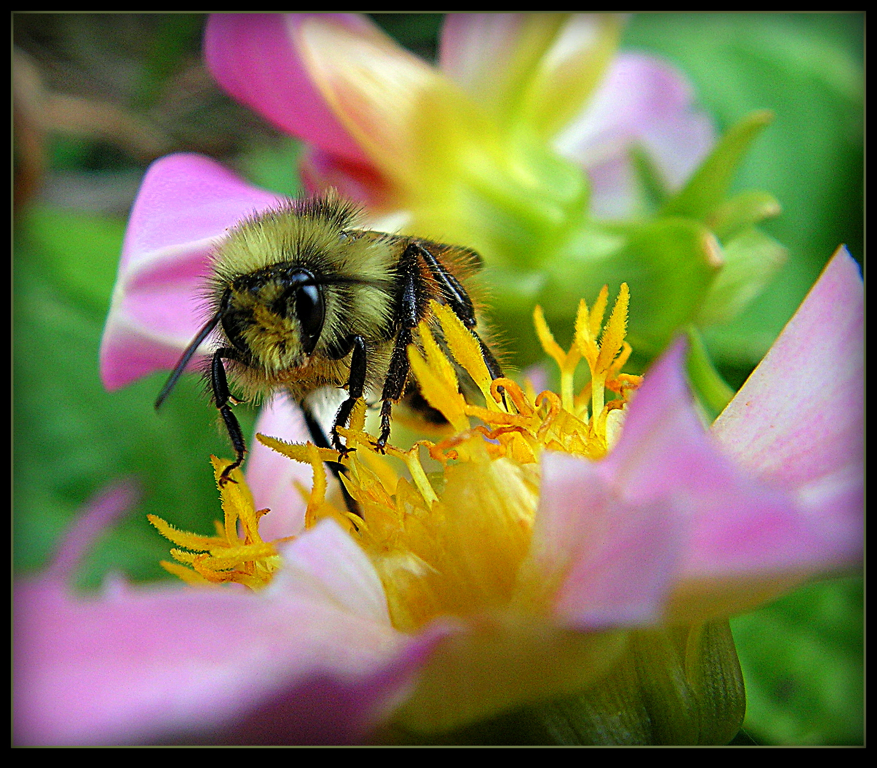 Bee On The Dahlia - Macro by JocelyneR