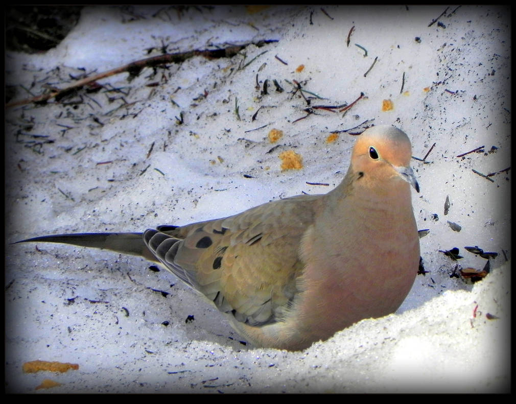 Lonely Mourning Dove by JocelyneR