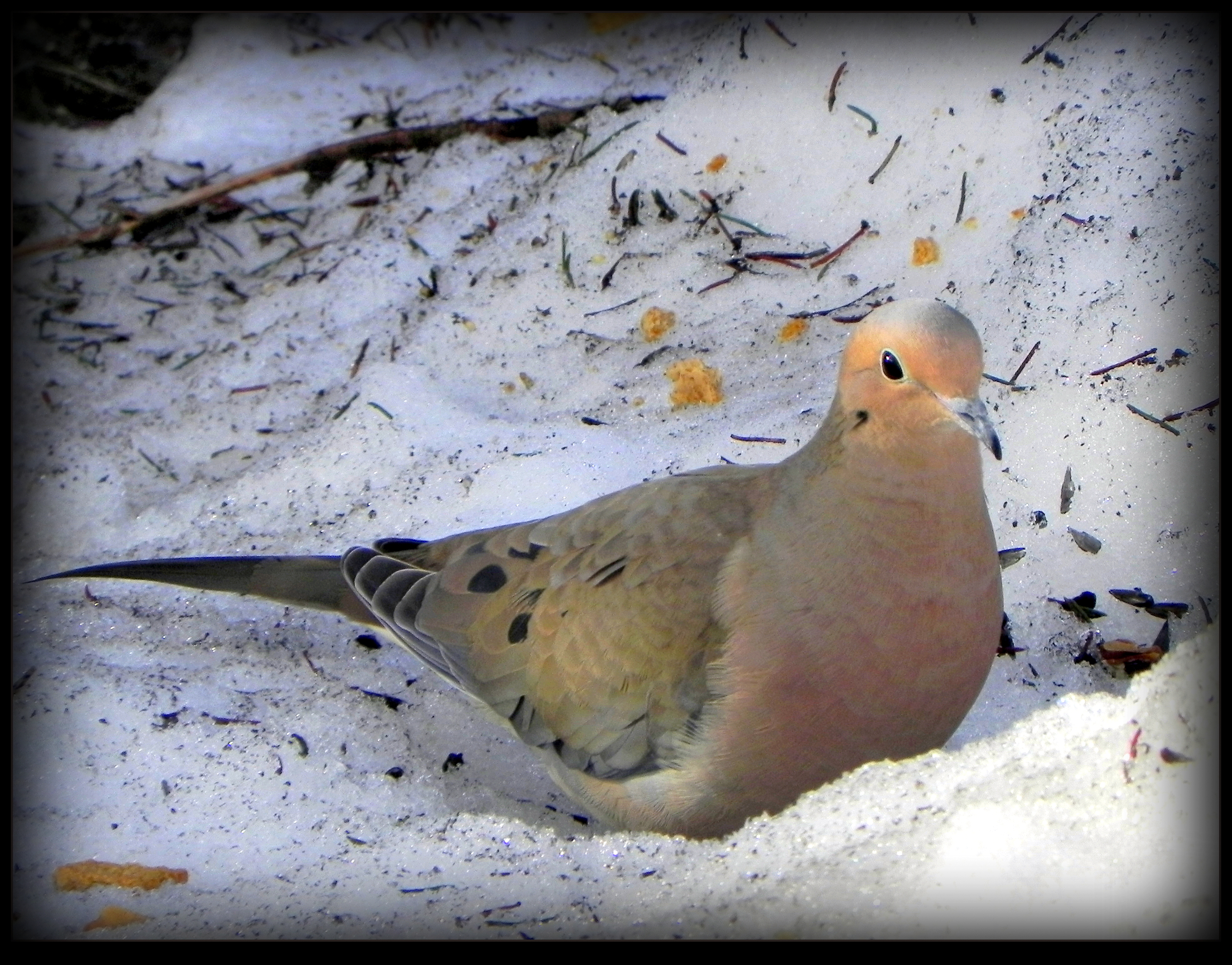 Lonely Mourning Dove by JocelyneR