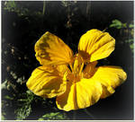 Last Nasturtium  for Barbara by JocelyneR