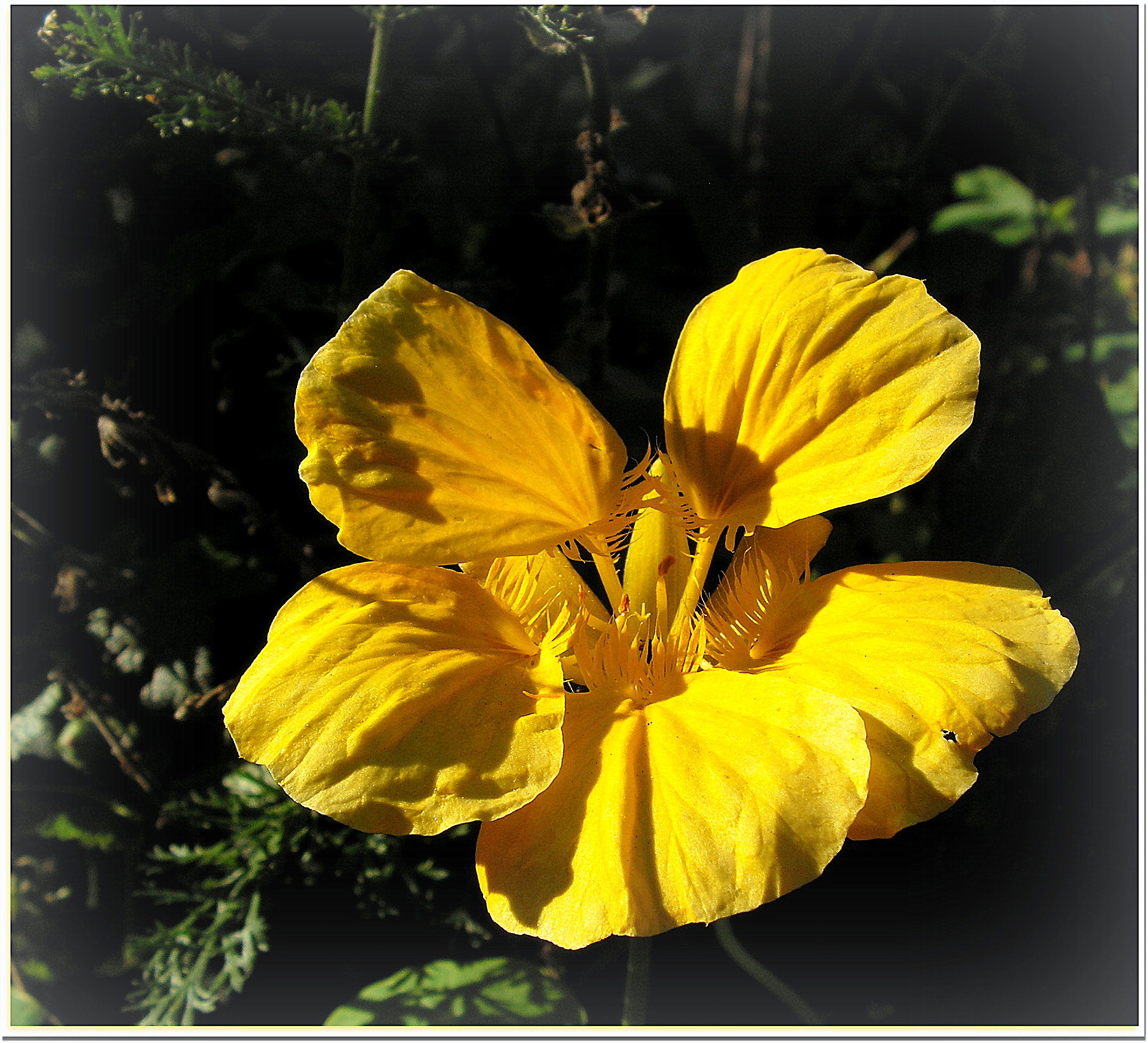 Last Nasturtium  for Barbara