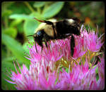 Bee On the Sedum - Macro by JocelyneR