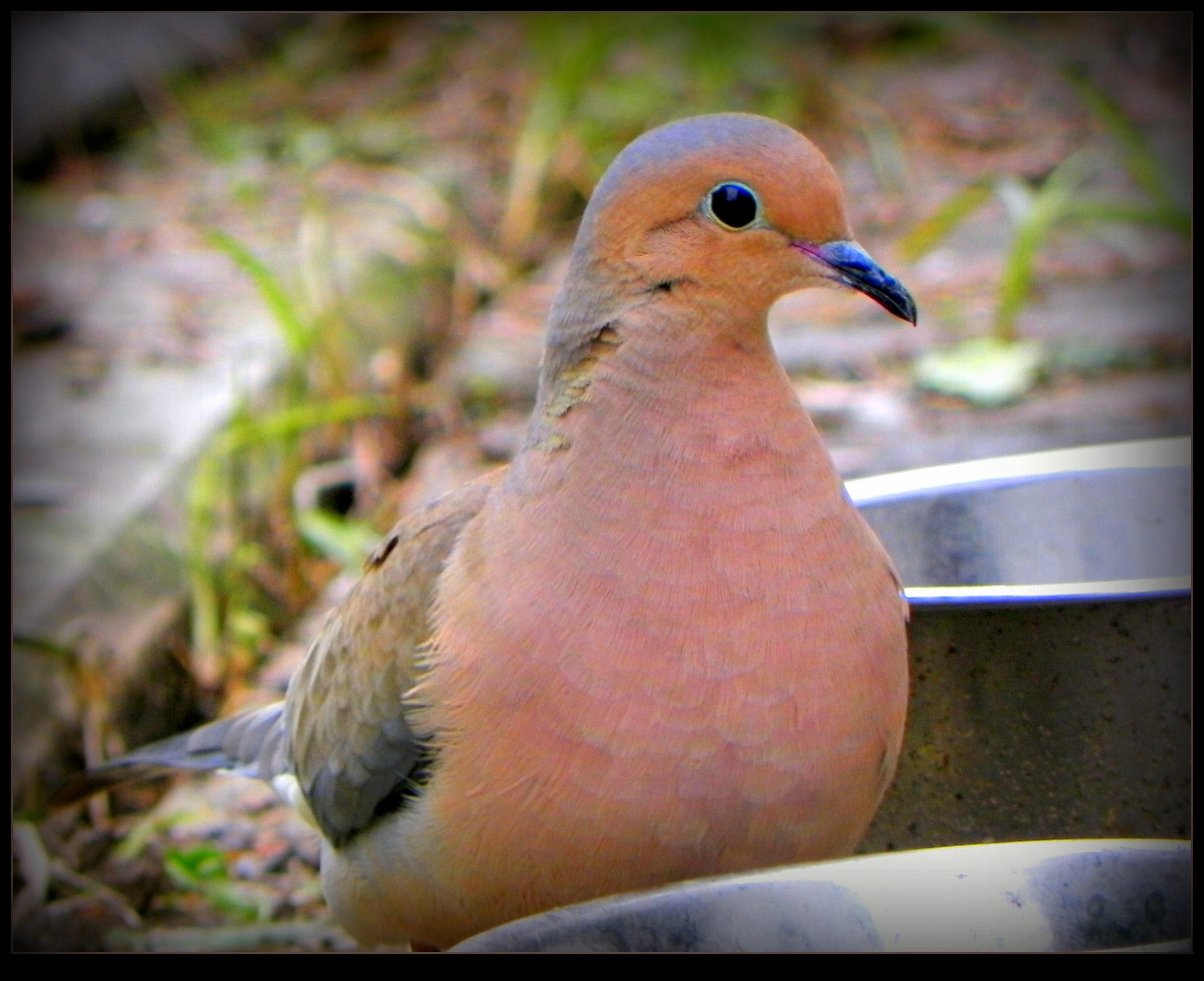 Mourning Dove Lonely by JocelyneR