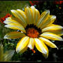 Yellow and White Gazania