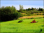 Red Plants on the Field by JocelyneR