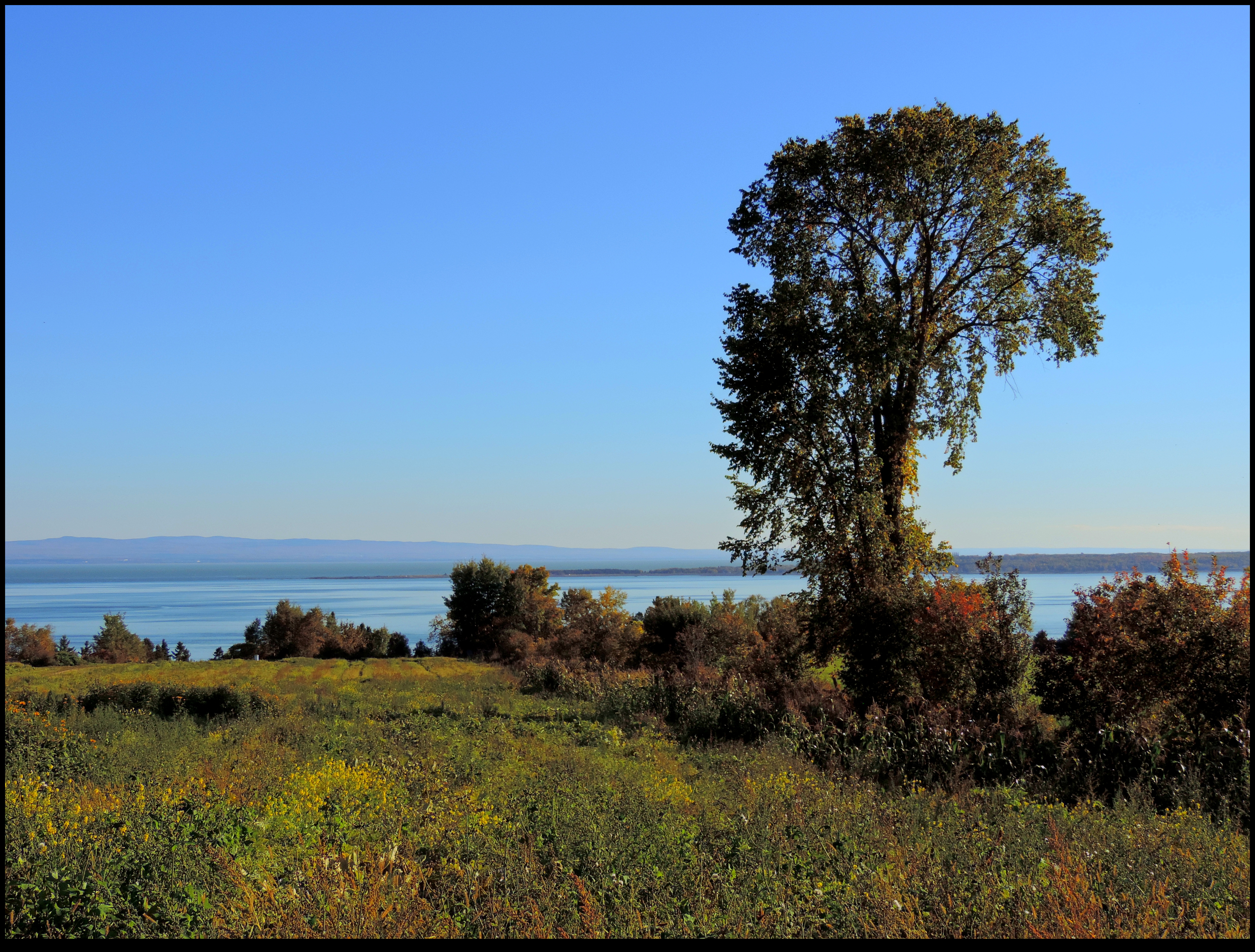 A Field in Fall