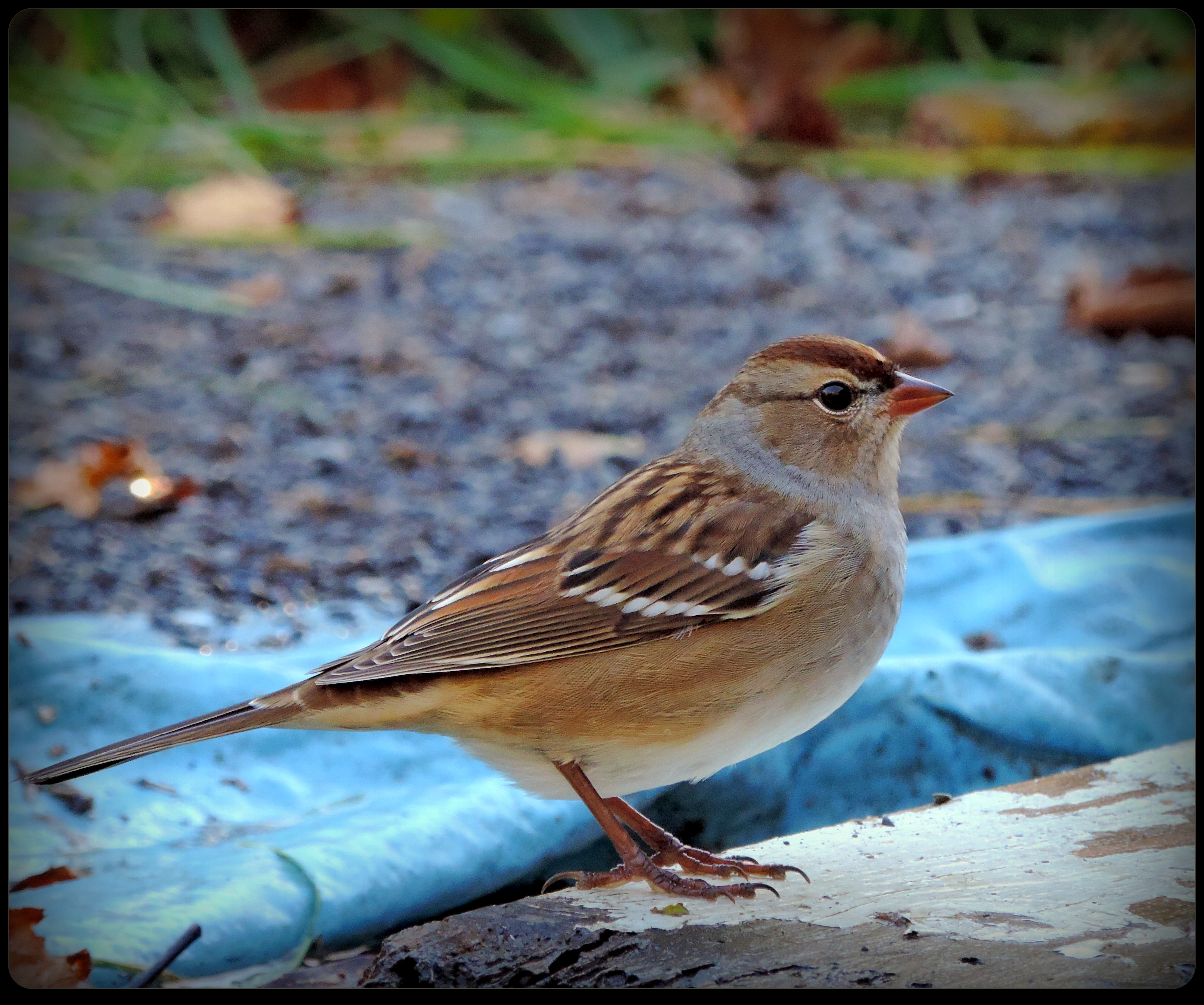 Cute Chipping Sparrow