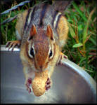 Am I not sweet? by JocelyneR