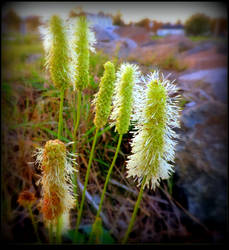 Wild plants close to the river.