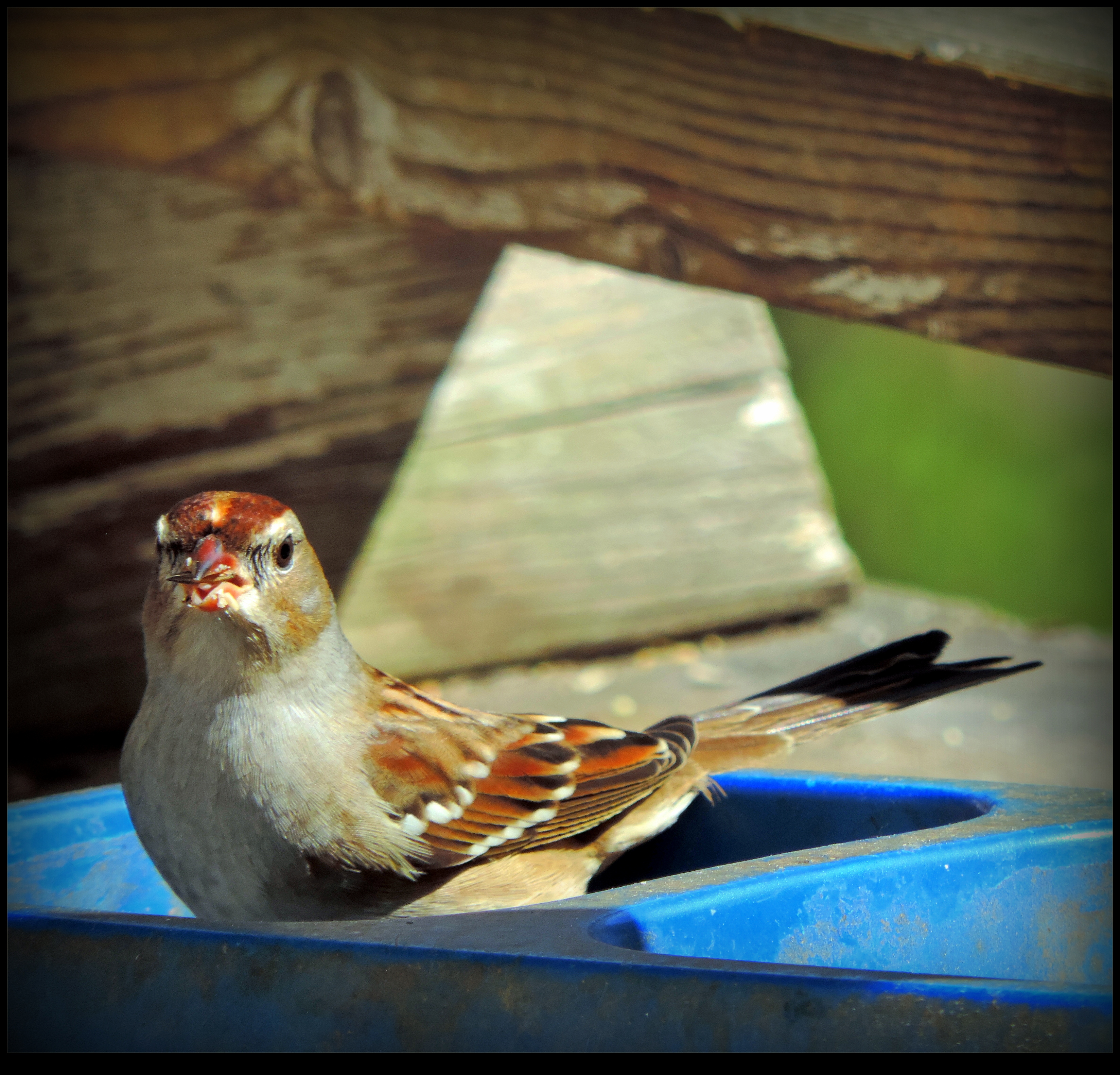 Lovely Little Sparrow