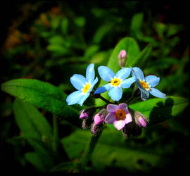 Forget-me-not, Teresa!