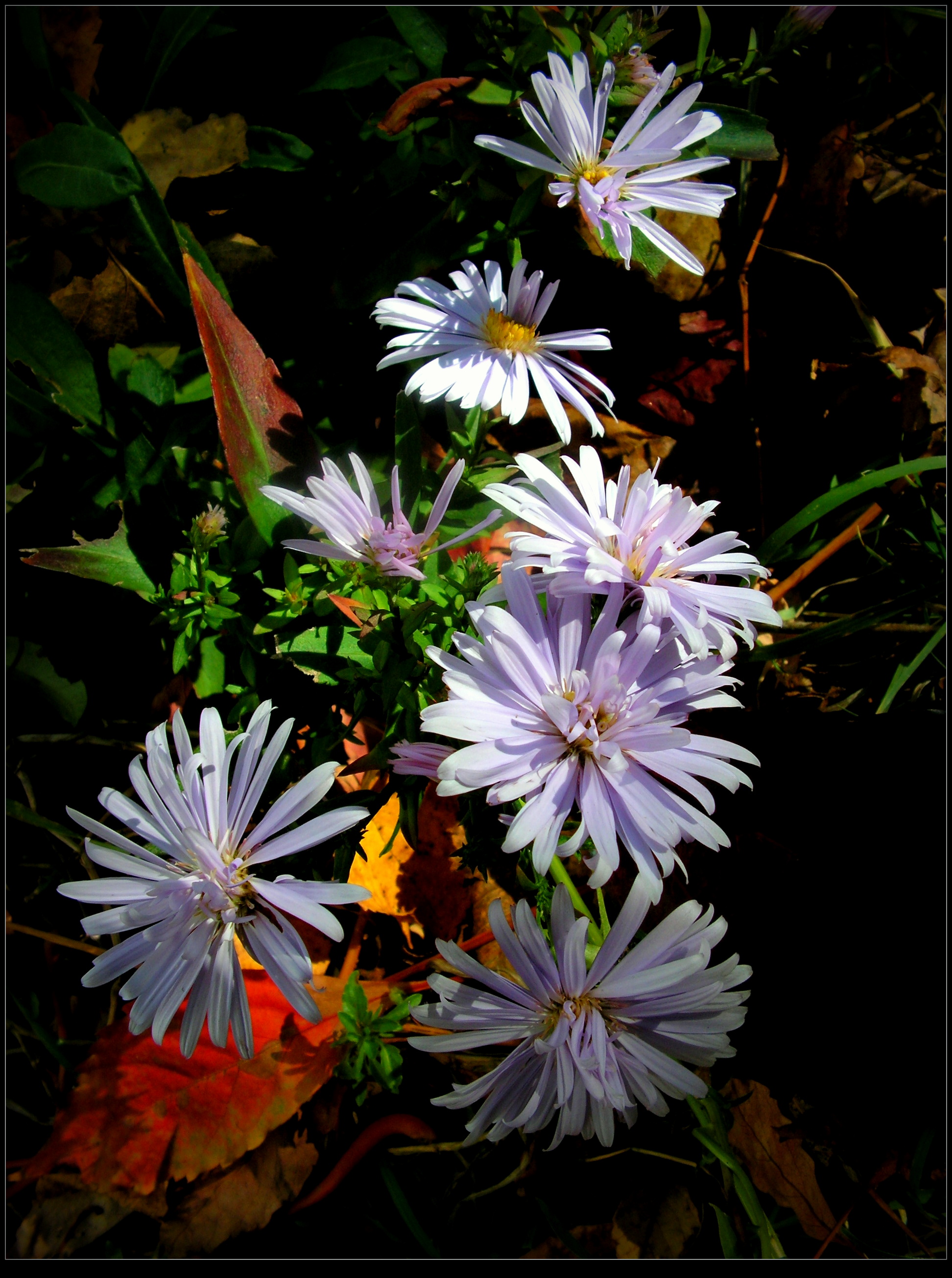 Autumn Purple Flowers