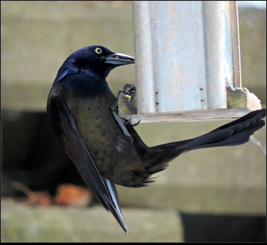 Too Big For the Feeder by JocelyneR