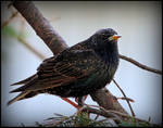 European Starling by JocelyneR