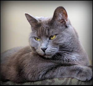 Annoyed 02 by JocelyneR Annoyed 02 by JocelyneR