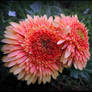 Yellow and Pink Gerberas