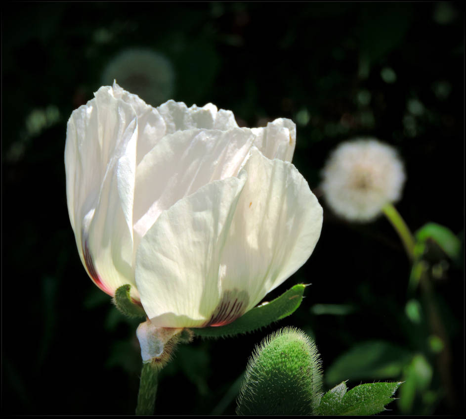 White Royal Poppy by JocelyneR