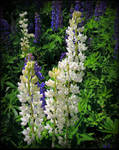 White Lupines by JocelyneR