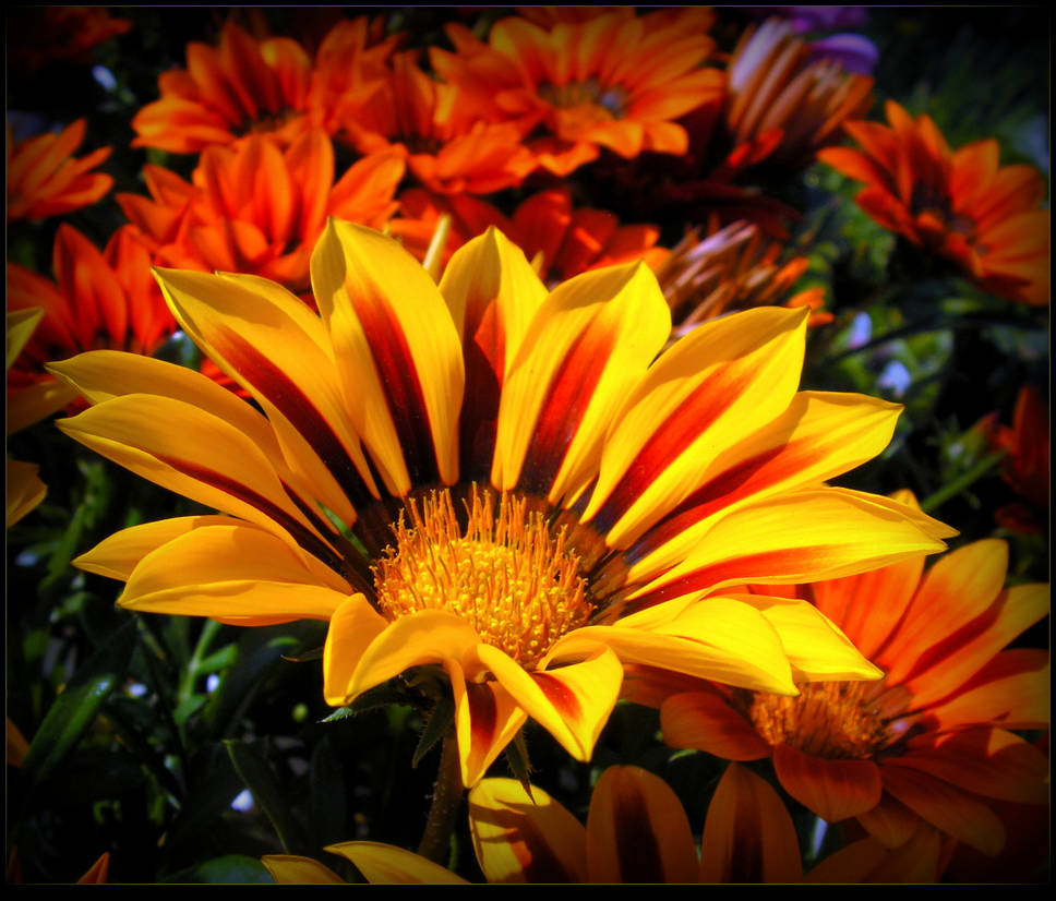 Colorful Gazania by JocelyneR